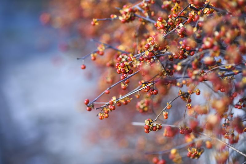 Shrub Trimming Service