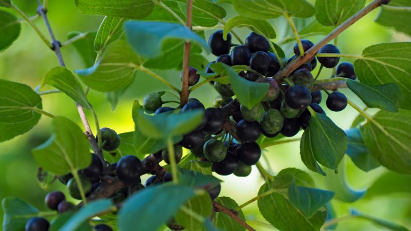 Oriental Bittersweet Removal