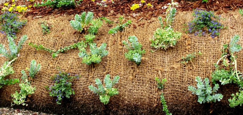 Vegetation Management