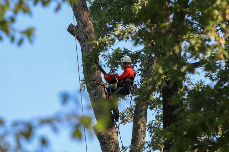 Experienced Arborists