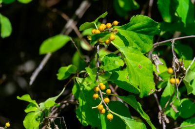Oriental Bittersweet will Compete with the Native Plants!