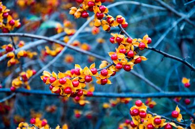 Remove This Invasive Plant from Your Property!